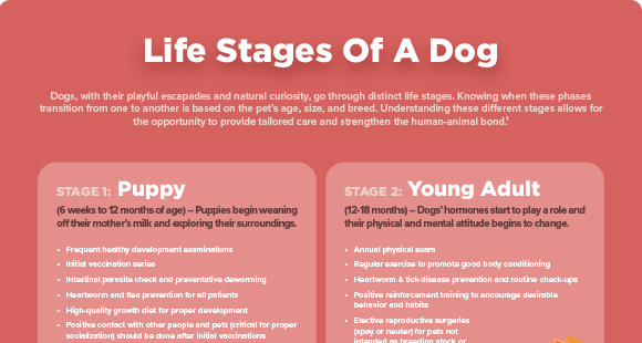 Life Stages of a Dog Infographic
